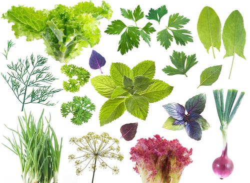 Pros And Cons Of Herbal Plants For Medical Use Latest B2b News B2b